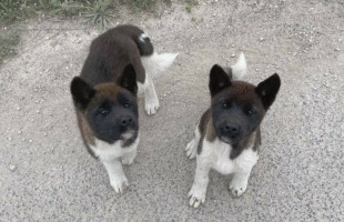 Kóbor kutyákat mentett a fonyódi rendőrkapitány