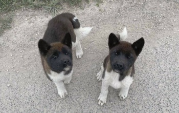 Kóbor kutyákat mentett a fonyódi rendőrkapitány