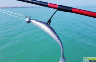 Négy tonna halat telepítettek a Balatonba, jöhetnek a horgászok!