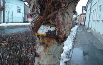 Fába szorult közmű tábla