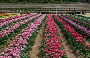 Tulipánszüret Somogyban? Igen!