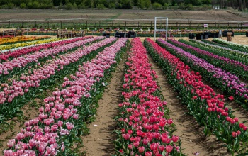Tulipánszüret Somogyban? Igen!