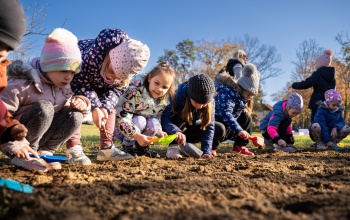 Ötezer nárciszhagymát ültettek el a Rippl-villa kertjében