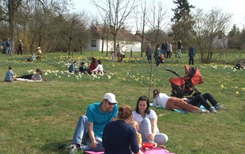 Piknik a nárciszok közt