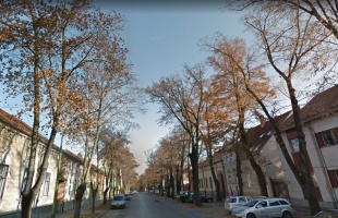 Metszik a kaposvári platánokat