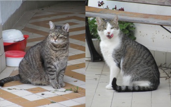 Vigyél haza!