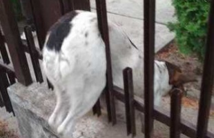 Szorult helyzetben volt egy siófoki eb