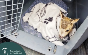 Alig pár napos őzgidát mentettek a pénzügyőrök - VIDEÓ