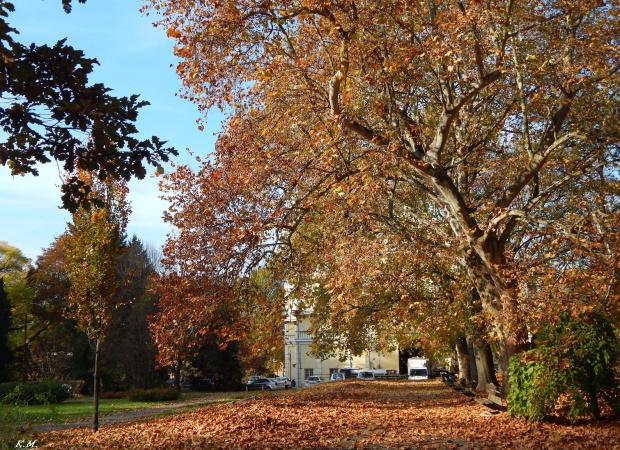 Őszi színekben pompázó kaposvári parkok