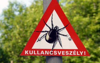 Megelőzhetőek a kullancscsípés okozta betegségek