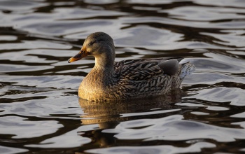 A vízimadarak etetése veszélybe sodorja az állatokat