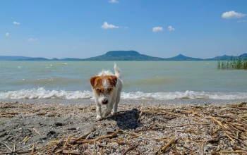 Idén már 22 kutyabarát strand és fürdetőhely várja országszerte a kutyásokat