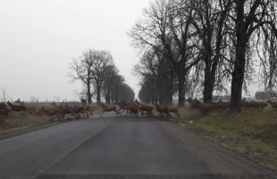 Több száz szarvasból álló rudli vonult át az úton pénteken