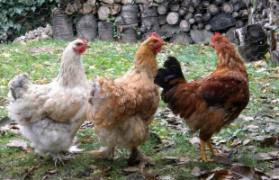 1 kakas és 4 tyúk volt a zsákban