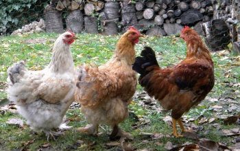 1 kakas és 4 tyúk volt a zsákban