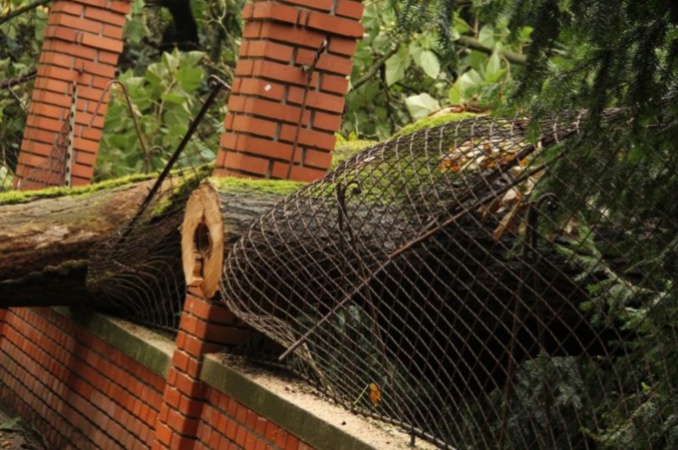 Egy faóriás halála