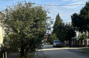 Hamarosan lemetszik a Szombathely utca fáit
