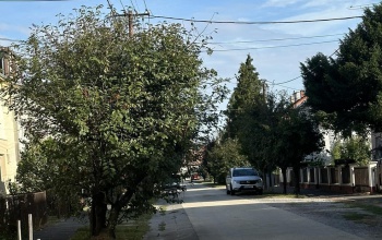 Hamarosan lemetszik a Szombathely utca fáit
