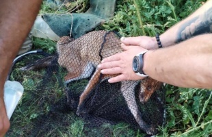 Újabb fantasztikus tettet hajtott végre a balatonőszödi Rókales Alapítvány