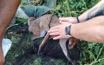 Újabb fantasztikus tettet hajtott végre a balatonőszödi Rókales Alapítvány