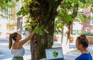 Folyamatosan ellenőrizik a városi fák állapotát