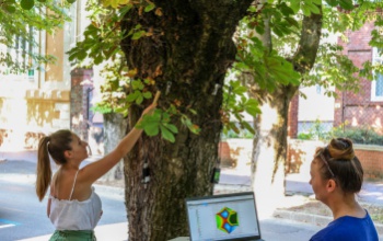 Folyamatosan ellenőrizik a városi fák állapotát