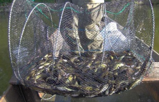 Varsával horgászott Balatonberénynél, pedig az tiltott