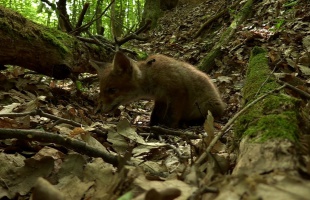 A Hét Domb Filmfesztivál döntőse Budavári Roland Barnabás természetfilmje
