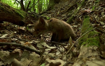 A Hét Domb Filmfesztivál döntőse Budavári Roland Barnabás természetfilmje