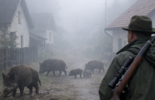 Vadászt bíz meg az önkormányzat a töröcskei házak között dorbézoló vaddisznók kilövésére