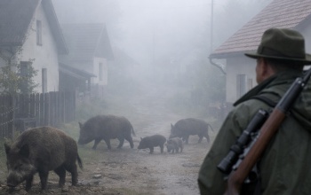 Vadászt bíz meg az önkormányzat a töröcskei házak között dorbézoló vaddisznók kilövésére