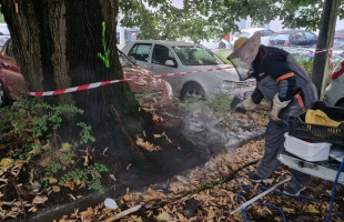 Ősszel a darazsak és méhek veszélyt jelenthetnek– figyelmeztet a KÖTÉL