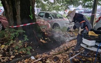 Ősszel a darazsak és méhek veszélyt jelenthetnek– figyelmeztet a KÖTÉL