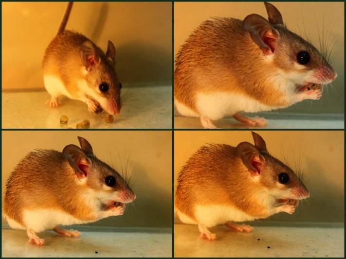 egér