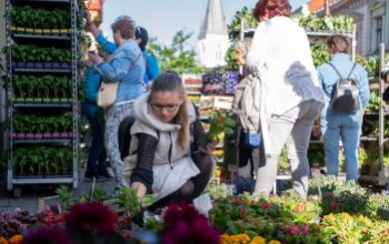Ismét nagy sikere volt a Fő utcai virágvásárnak