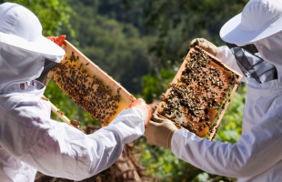 Évente 5,8 milliárd forint állatjóléti támogatásban részesülnek a méhészek