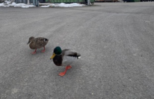 Kacsák tipegtek be a kaposvári hulladékudvarba