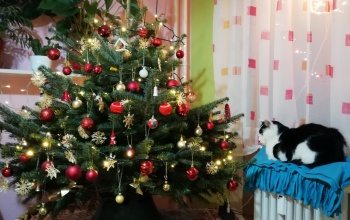 Fábosék karácsonyfája