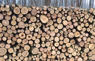 Az erdőgazdálkodás hosszú távon biztosítani tudja a lakosság tűzifaszükségletét