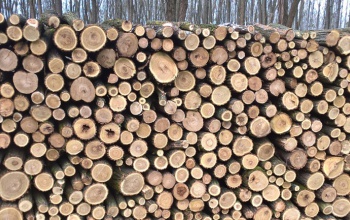 Az erdőgazdálkodás hosszú távon biztosítani tudja a lakosság tűzifaszükségletét