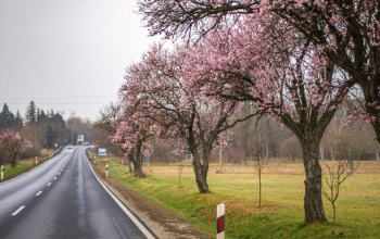 Virágba borultak a mandulafák a Balaton csodaútján