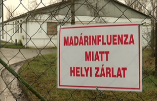 A madárinfluenza-járvány 230 gazdaságot érintett az országban