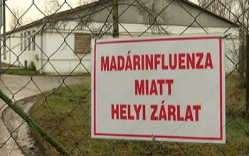 A madárinfluenza-járvány 230 gazdaságot érintett az országban