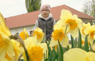 A századelőt idézte a Rippl-villa a Nárcisz ünnepen - videó!
