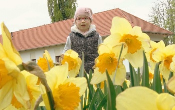A századelőt idézte a Rippl-villa a Nárcisz ünnepen - videó!