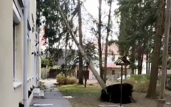 Videón, ahogy kidől egy hatalmas fa a Tallián közben