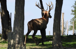 Napfényes kirándulás a Zselicben