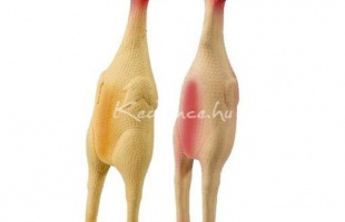 Játékok kutyáknak és gazdiknak