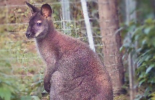 Hurrá! Megvan Skippy az elszökött kenguru