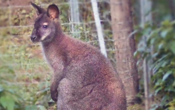 Hurrá! Megvan Skippy az elszökött kenguru